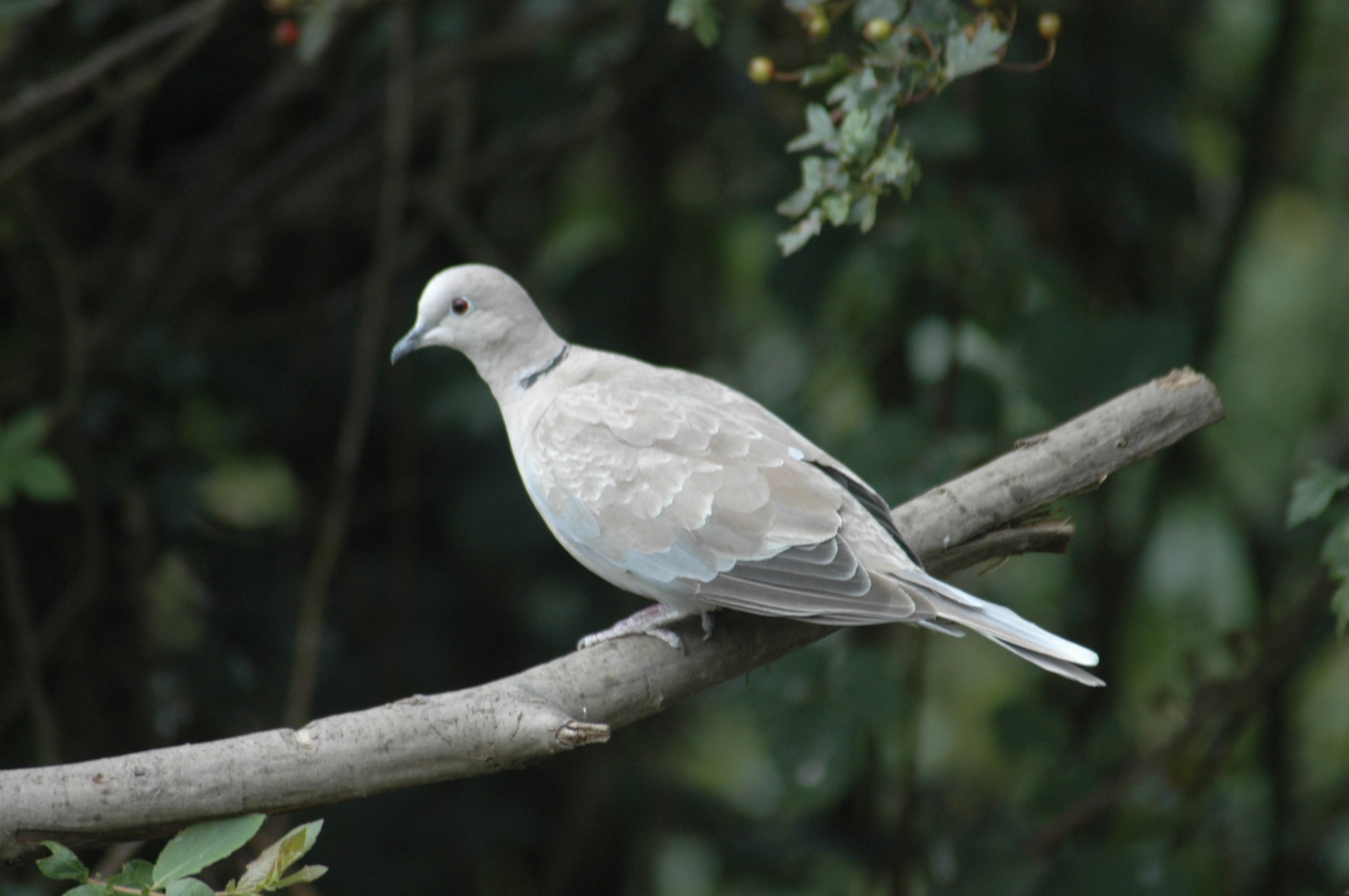 collared dove